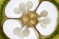 Reproductive cells of Flowering Plants under microscopic.