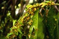 Reproductive explosion of Gliding leaf frog Royalty Free Stock Photo