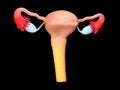 Reproductive organs of a woman. female genitalia. 3d Illustration isolated black