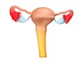 Reproductive organs of a woman. female genitalia. 3d Illustration isolated white