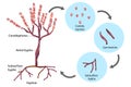 Reproductive Structures of Penicillium.