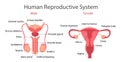 Reproductive system vector concept Royalty Free Stock Photo