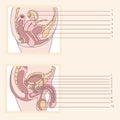 Reproductive system Royalty Free Stock Photo