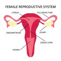REPRODUCTIVE SYSTEM Female Medicine Education Scheme Vector