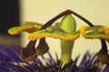 Reproductive System in Flowering Plants Royalty Free Stock Photo