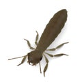 Reproductive termite Royalty Free Stock Photo