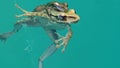 Reproduksi katak dalam air Royalty Free Stock Photo