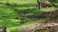 Reptil in Bolivia, south America. Royalty Free Stock Photo