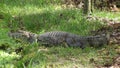 Reptil in Bolivia, south America. Royalty Free Stock Photo