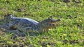 Reptil in Bolivia, south America. Royalty Free Stock Photo