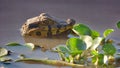 Reptil in Bolivia, south America. Royalty Free Stock Photo