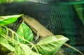 Reptiland in Bucharest  -  Panther  Chameleon Royalty Free Stock Photo