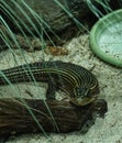Reptiland in Bucharest  -  Plated lizard Royalty Free Stock Photo