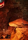 Reptiland in Bucharest  -  The reticulated Python Royalty Free Stock Photo