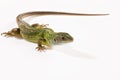 Reptile Royalty Free Stock Photo