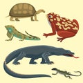 Reptile and amphibian colorful fauna vector illustration reptiloid predator reptiles animals. Royalty Free Stock Photo