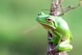 Reptile, animals, frog, tree frog, dumpy frog, Royalty Free Stock Photo