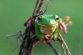 Reptile, animals, chameleon, frog, tree frog, dumpy frog,