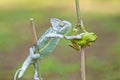 Reptile, animals, chameleon, frog, tree frog, dumpy frog,