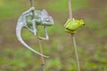 Reptile, animals, chameleon, frog, tree frog, dumpy frog,