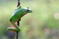 Reptile, animals, frog, tree frog, dumpy frog,