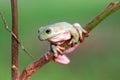 Reptile, animals, frog, tree frog, dumpy frog,