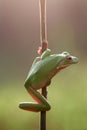 Reptile, animals, frog, tree frog, dumpy frog,