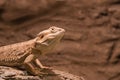 Reptile Bearded Agama