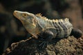 Reptile Black Iguana, Ctenosaura similis, sitting on black stone Royalty Free Stock Photo