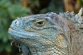 Reptile closeup - green iguana / American iguana Royalty Free Stock Photo