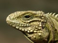Reptile detail