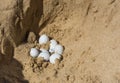 reptile eggs , lizards discovered during sand excavation Royalty Free Stock Photo