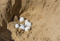 reptile eggs , lizards discovered during sand excavation