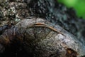 Reptile Four-Legged Animal Eutropis Multifasciata On The Mango Tree Trunk