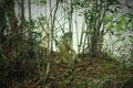 Iguana trees swamp florida keys Royalty Free Stock Photo