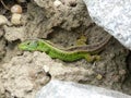 Reptile, Lacerta bilineata in the Sun