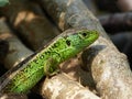 Reptile, Lacerta bilineata in the Sun