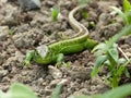 Reptile, Lacerta bilineata in the Sun