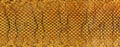 Reptile leather - snake skin texture, as a background. Brown snake pattern imitation Royalty Free Stock Photo