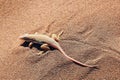 Reptile in the Namib Desert, Namibia