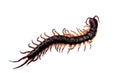 Big black centipede (Chilopoda) Is a poisonous and dangerous animal isolated on white background