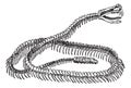 Reptile, Rattlesnake Skeleton, vintage engraving