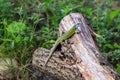 Reptile shot close-up. Green lizard, basking on tree under the sun. Male lizard in mating season on a tree,covered with Royalty Free Stock Photo