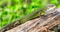 Reptile shot close-up. Green lizard, basking on tree under the sun. Male lizard in mating season on a tree,covered with Royalty Free Stock Photo