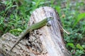 Reptile shot close-up. Green lizard, basking on tree under the sun. Male lizard in mating season on a tree,covered with Royalty Free Stock Photo