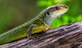 Reptile shot close-up. Green lizard, basking on tree under the sun. Male lizard in mating season on a tree,covered with Royalty Free Stock Photo