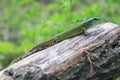 Reptile shot close-up. Green lizard, basking on tree under the sun. Male lizard in mating season on a tree,covered with Royalty Free Stock Photo