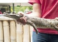 Reptile show displaying Spectacled caiman Caiman crocodilus a crocodilian in the family Alligatoridae,