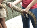 Reptile show displaying Spectacled caiman Caiman crocodilus a crocodilian in the family Alligatoridae,