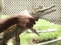 Reptile show displaying Spectacled caiman Caiman crocodilus a crocodilian in the family Alligatoridae,